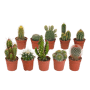 Cactus mix 10 stuks in 5,5 cm pot